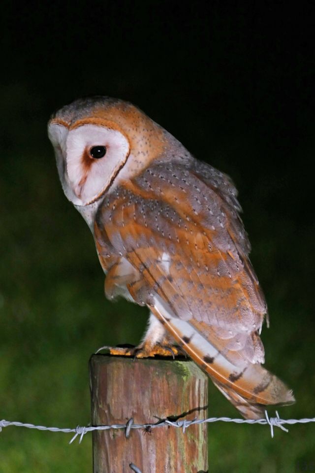 Wild Animals - Tytonidae: the heart-faced owls vulnerable to winter frost