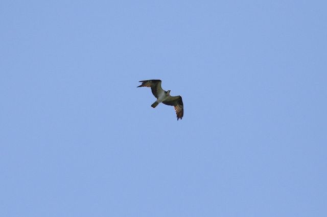 Wild Animals - Hawkwatching: tracking raptor migrations through volunteer science