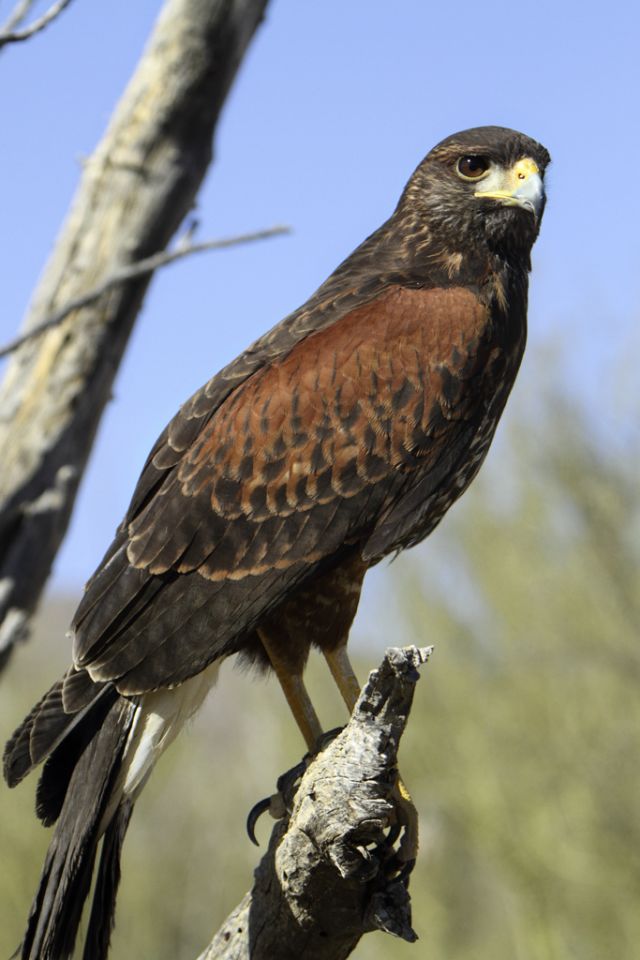Wild Animals - Harris's hawk: the raptor that hunts in packs