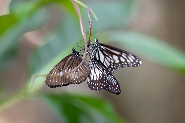 Wild Animals - Kleptopharmacophagy: butterflies stealing toxins from caterpillars