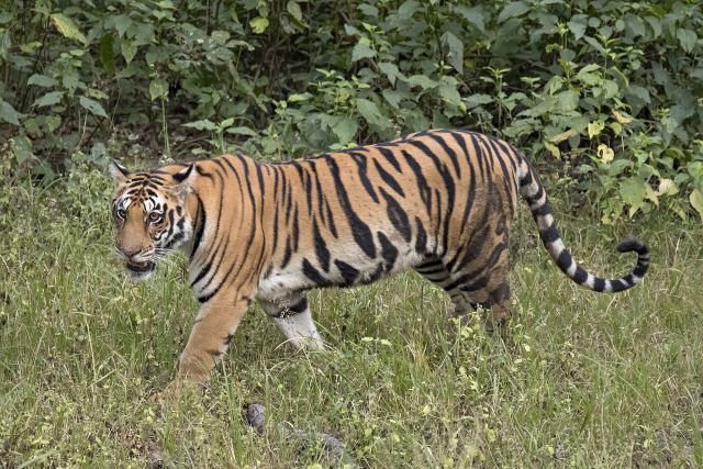 Wild Animals - Tiger: the striped apex predator facing habitat loss