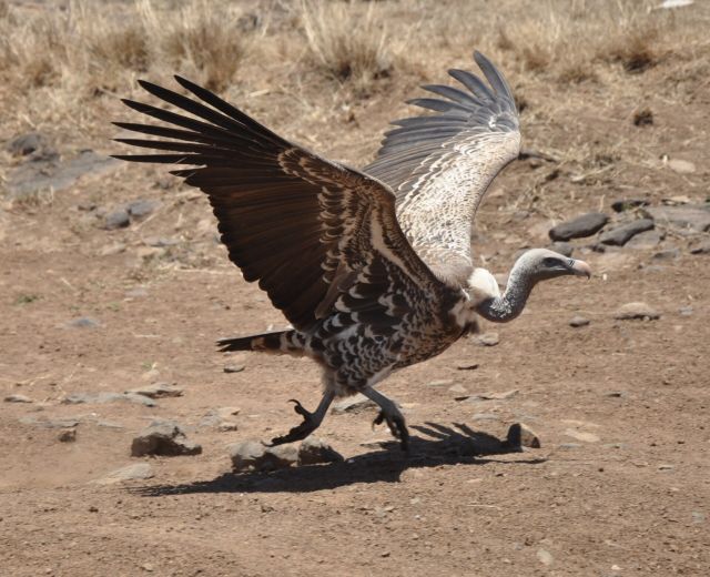 Wild Animals - Vultures: scavenging masters with built-in climate control