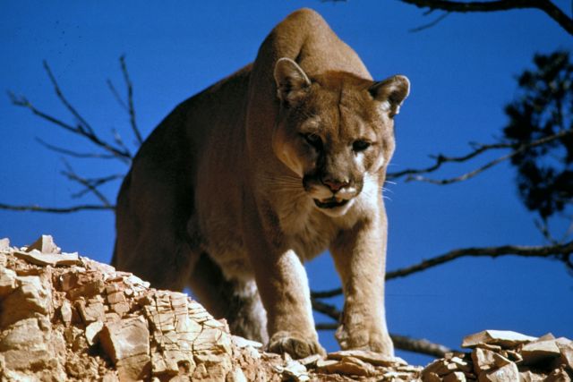 Wild Animals - Cougar: the adaptable cat of the Americas