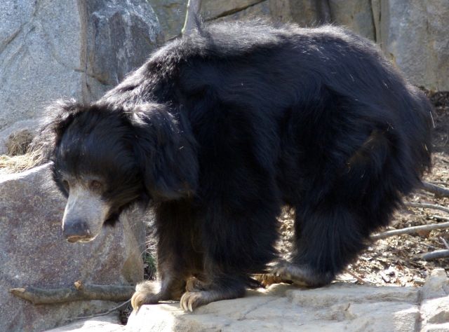 Wild Animals - Sloth bear: the insect-sucking specialist of the Indian subcontinent