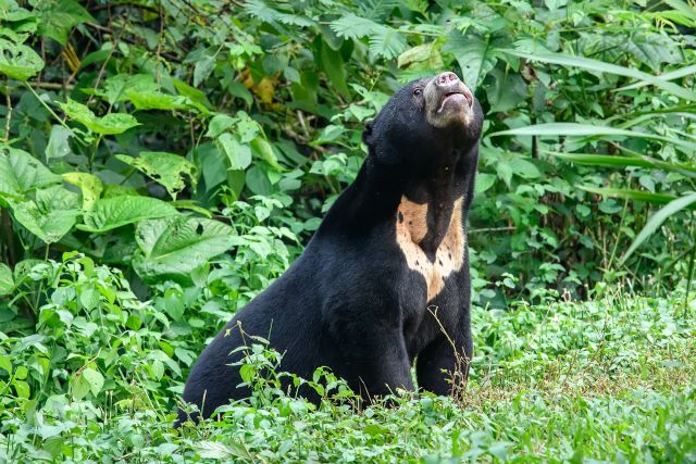 Wild Animals - Sun bear: the tropical forest's nimble tree climber
