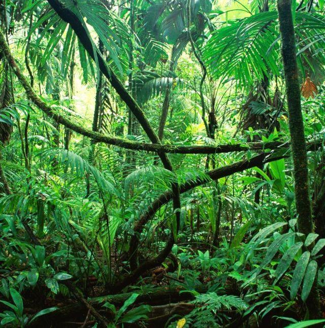 Planet Earth - Rainforests: the dense canopies harboring Earth's greatest biodiversity