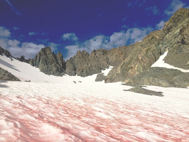 Weather - Watermelon snow: why high alpine snowpacks turn red