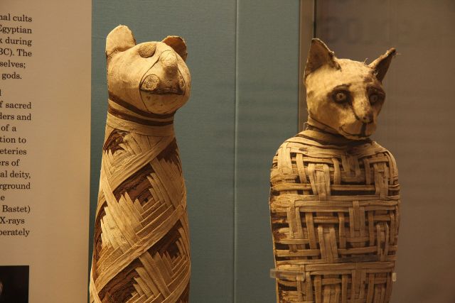 Egyptology - Animal mummification: sacred feline burials of ancient Egypt