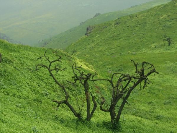 Weather - Lomas: desert oases watered by coastal fog
