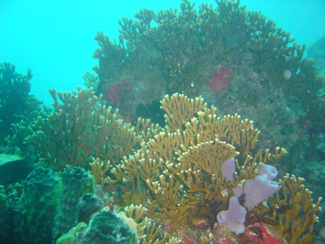 Ocean Life - Jamaica's coral reefs: Economic lifelines facing severe degradation