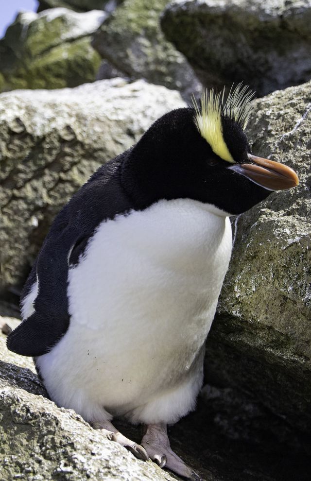 Ocean Life - Erect-crested penguin: New Zealand's mysterious endangered seabird