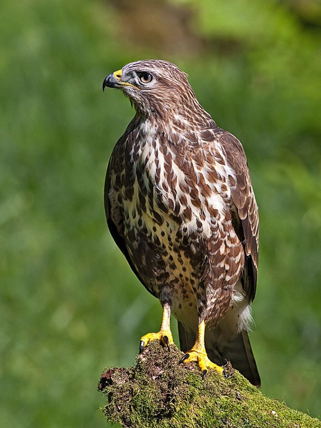 Wild Animals - Accipitridae: the global family of raptors