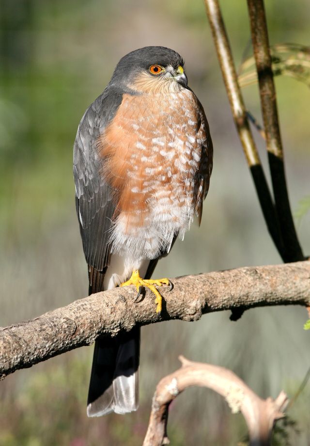 Wild Animals - Sharp-shinned hawk: North America's smallest raptor
