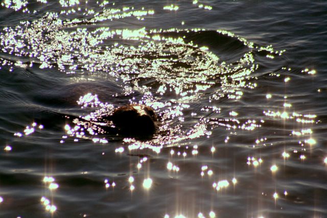 Science & Nature - Sun glitter: shimmering reflections across Earth and Titan
