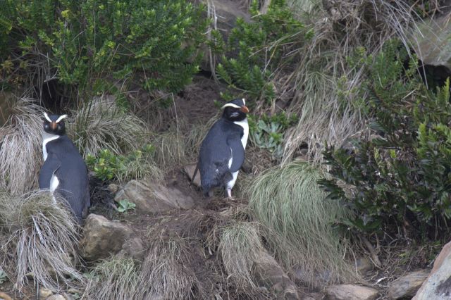 Ocean Life - Fiordland penguin: New Zealand's elusive coastal crested wanderer