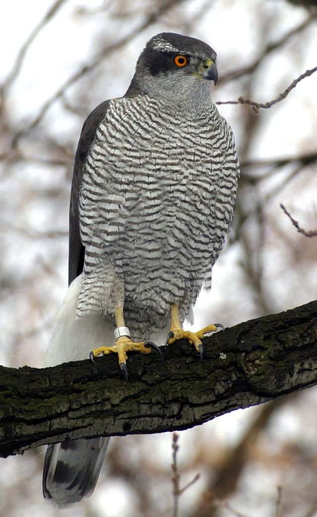 Wild Animals - Eurasian goshawk: the solitary raptor of temperate forests