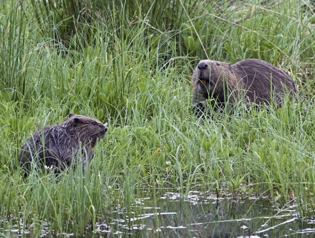 Great Structures - Beaver dams: nature completes a delayed public works project