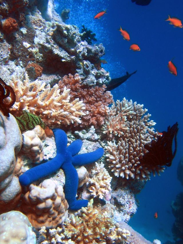 Ocean Life - Coral reefs: rainforests of the sea under threat