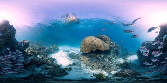 Ocean Life - Catlin Seaview Survey: mapping the world's coral reefs