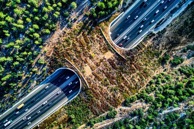 Great Structures - Wildlife crossings: safe bridges and tunnels for animals