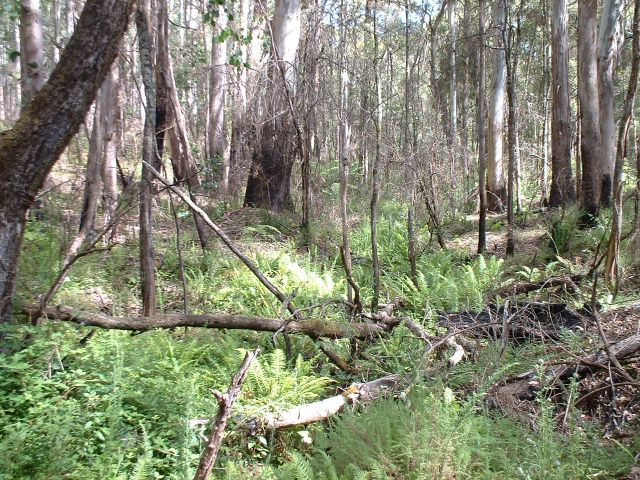 Crime Stories - Stringybark Creek: the forest site of the Kelly ambush