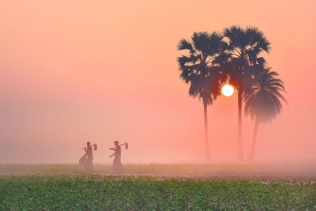 Weather - Fog: ground-level clouds harboring living airborne microbiomes