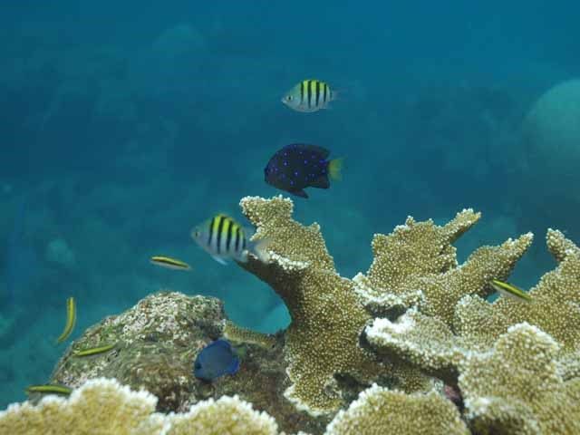 Ocean Life - Tourmaline Reef: Puerto Rico's protected shelf-edge sanctuary