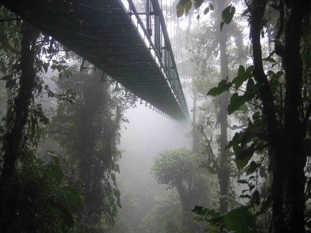 Great Structures - Canopy walkways: from scientific perches to treetop tourism