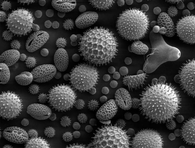 Science & Nature - Sporopollenin: the resilient polymer decoding ancient climates