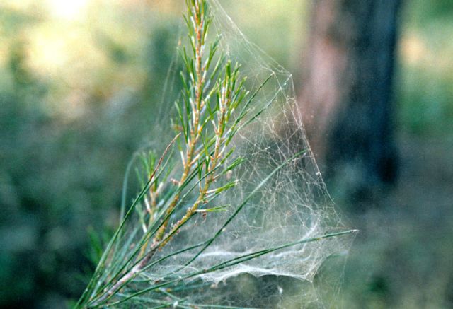 UFOs - Angel hair: the vanishing substance linked to aerial sightings