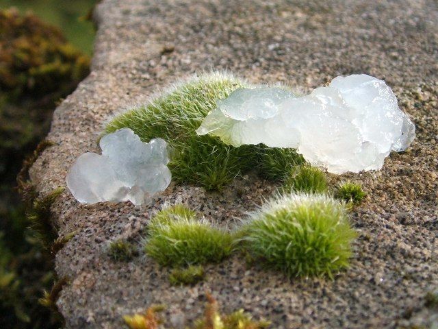 UFOs - Star jelly: the mysterious gelatin tied to meteor showers