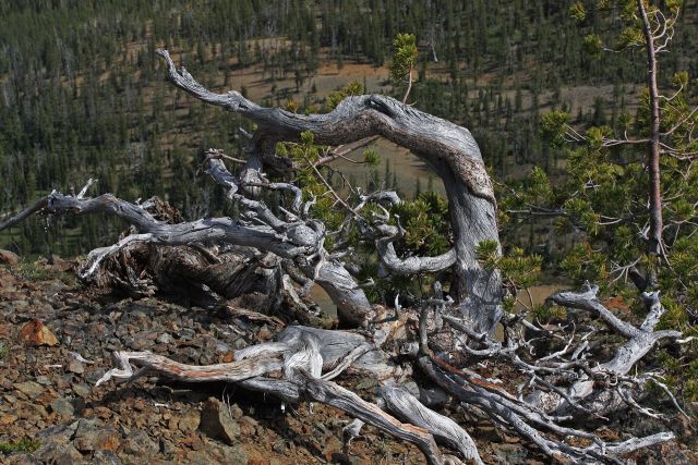 Science & Nature - Krummholz: twisted trees shaped by freezing mountain winds